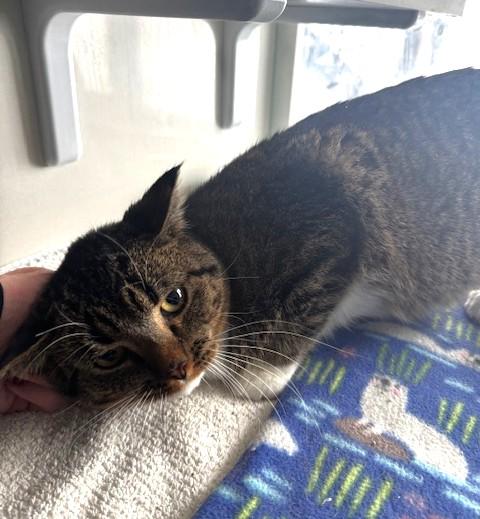 Enlarge Harris, a ADOPTABLE Domestic Short Hair in Hutchinson, MN image 2/3