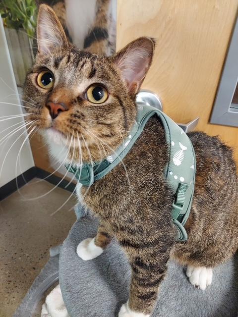 Enlarge Harris, an adopted Domestic Short Hair in Hutchinson, MN image 2/5