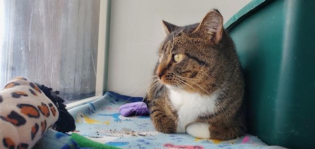 Enlarge Harris, a ADOPTABLE Domestic Short Hair in Hutchinson, MN image 3/3