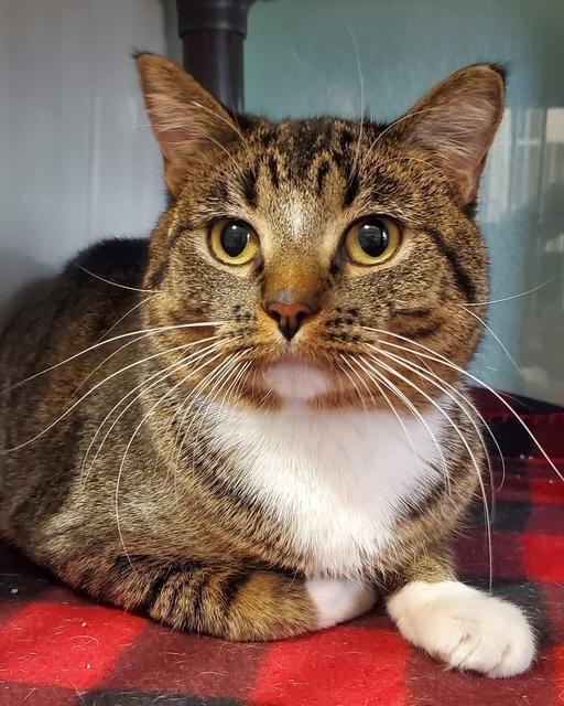 Harris, ADOPTABLE, Adult Male Domestic Short Hair.