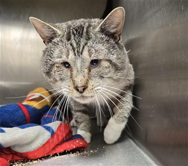 CHEWY, Adoptable, Adult Male Domestic Short Hair.