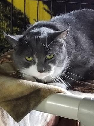 Rizzo, Adoptable, Kitten Female Domestic Short Hair & Domestic Short Hair.