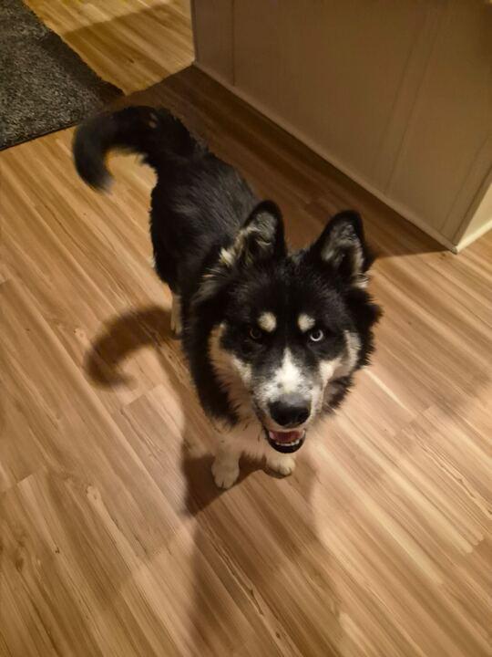 Bolt, an adoptable Siberian Husky in Flagstaff, AZ image 1/6