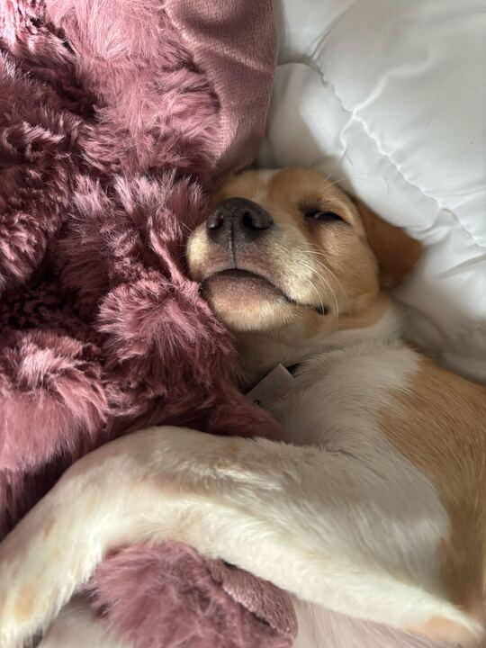 Bolt, an adoptable Siberian Husky in Flagstaff, AZ image 2/6