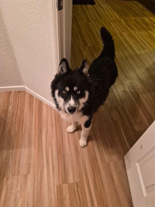 Bolt, an adoptable Siberian Husky in Flagstaff, AZ image 6/6