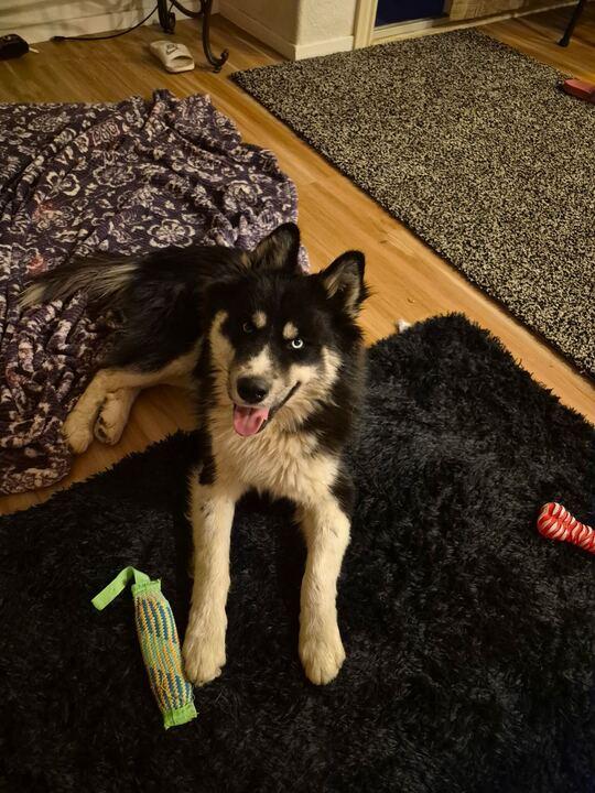 Bolt, an adoptable Siberian Husky in Flagstaff, AZ image 3/6