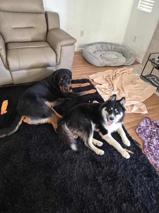 Bolt, an adoptable Siberian Husky in Flagstaff, AZ image 5/6