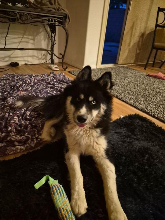 Bolt, an adoptable Siberian Husky in Flagstaff, AZ image 4/6