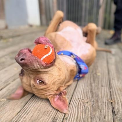 Enlarge Honey, a Adoptable Mixed Breed in Adrian, MI image 2/5