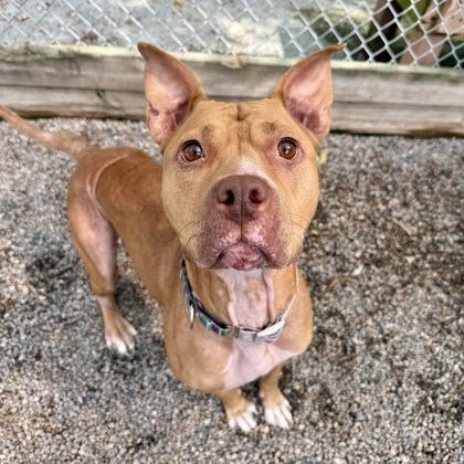 Enlarge Honey, a Adoptable Mixed Breed in Adrian, MI image 5/5