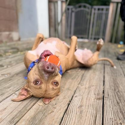Enlarge Honey, a Adoptable Mixed Breed in Adrian, MI image 3/5