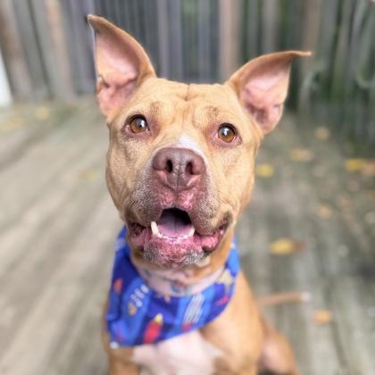 Honey, Adoptable, Adult Female Mixed Breed.