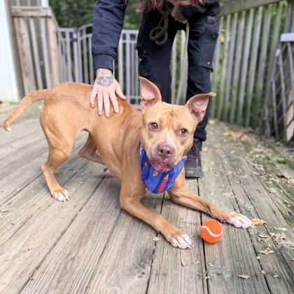 Enlarge Honey, a Adoptable Mixed Breed in Adrian, MI image 4/5