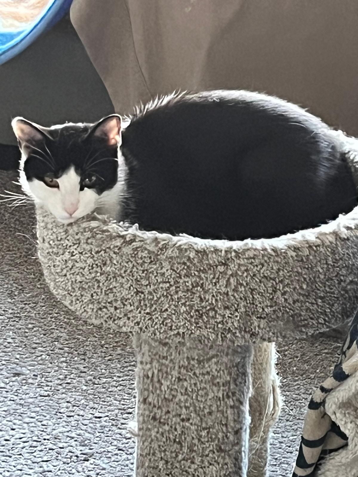 Jasper, a Adoptable Domestic Short Hair in Cambridge, ON image 1/3