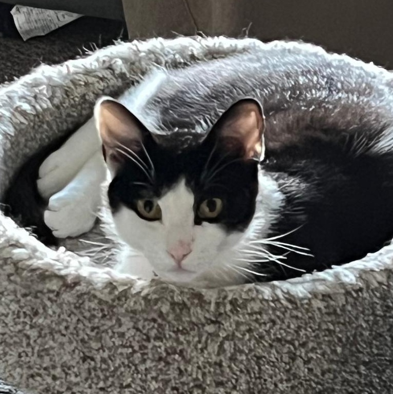 Jasper, a Adoptable Domestic Short Hair in Cambridge, ON image 1/3