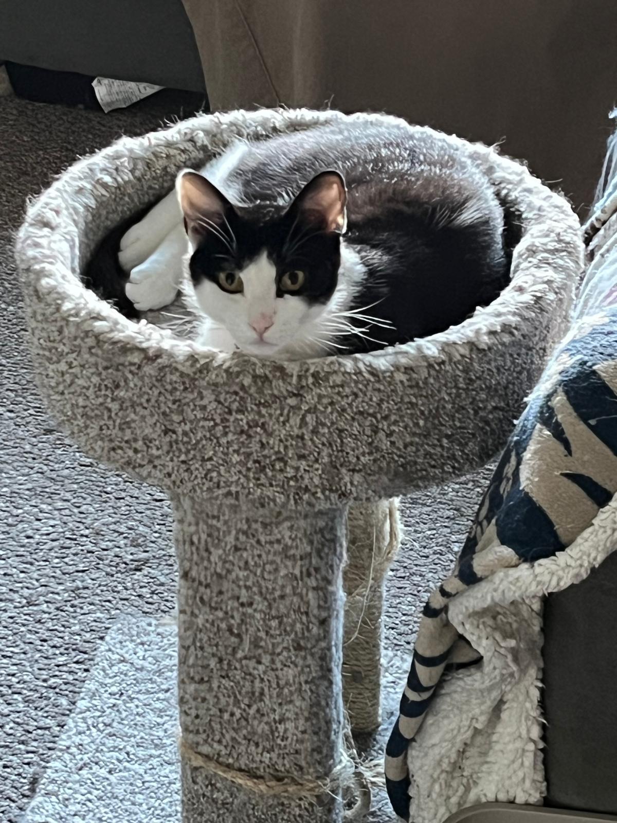Jasper, a Adoptable Domestic Short Hair in Cambridge, ON image 2/3