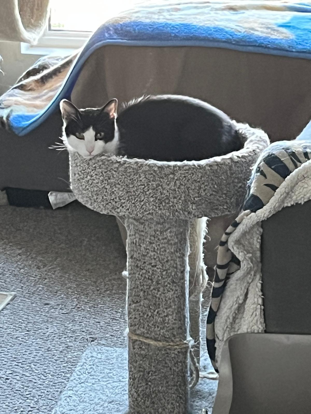 Jasper, a Adoptable Domestic Short Hair in Cambridge, ON image 3/3