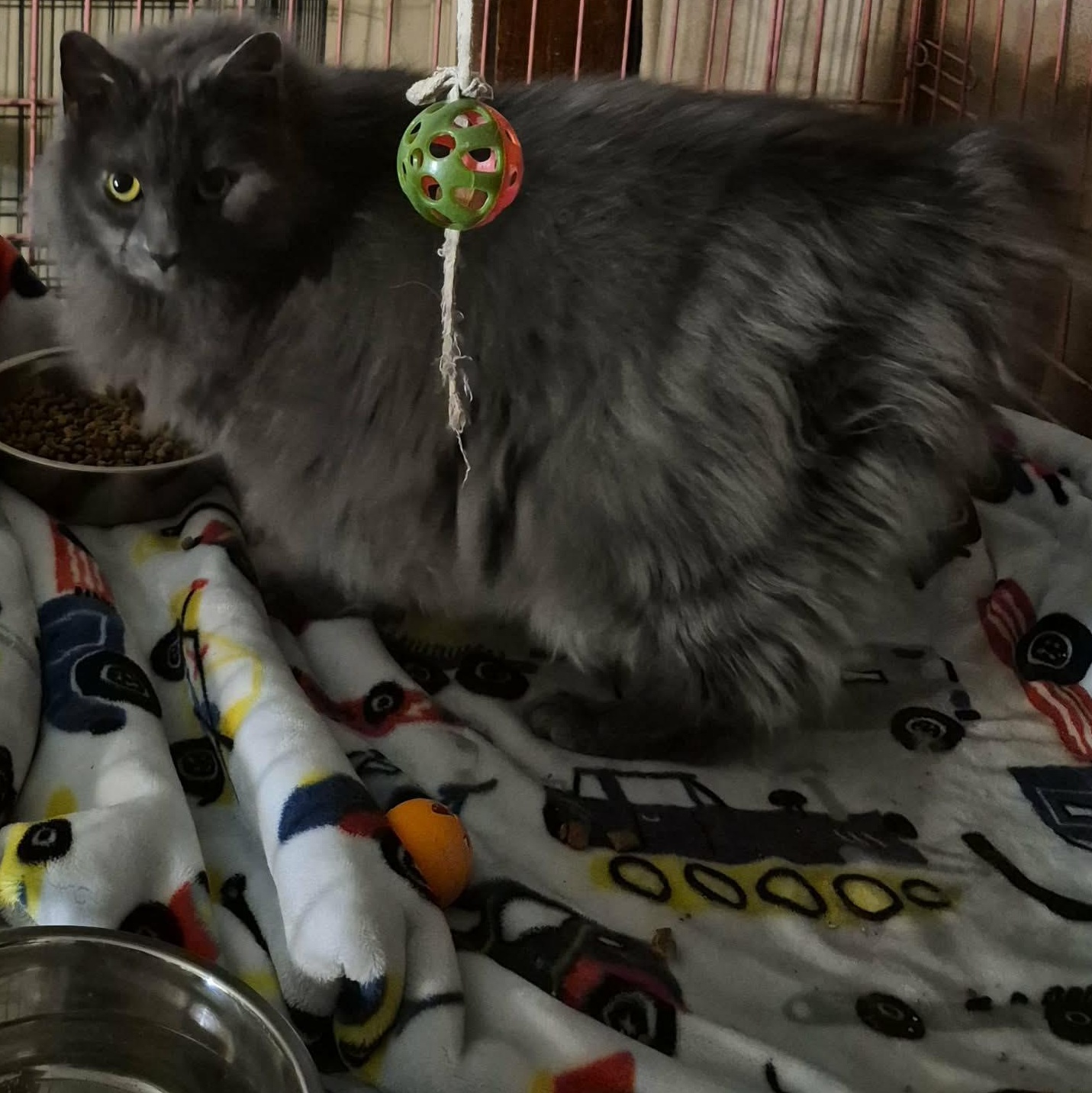 Rachel , Adoptable, Adult Female Nebelung & Domestic Long Hair.