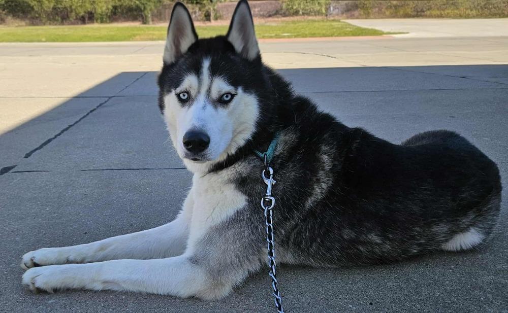 AC Astro, Adoptable, Adult Male Husky.
