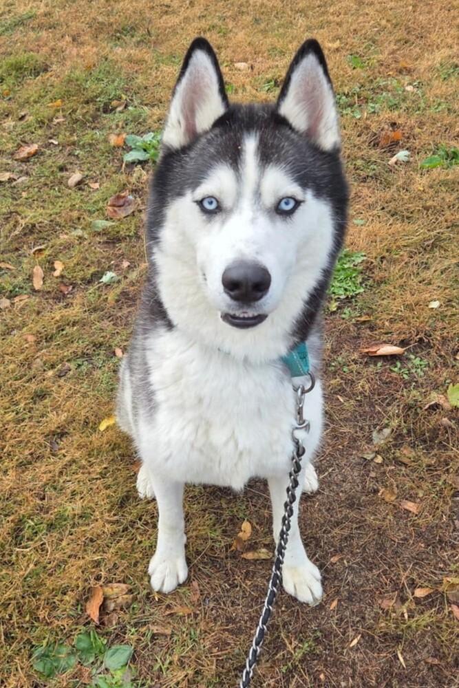 Enlarge AC Astro, a Adoptable Husky in Fremont, NE image 2/3