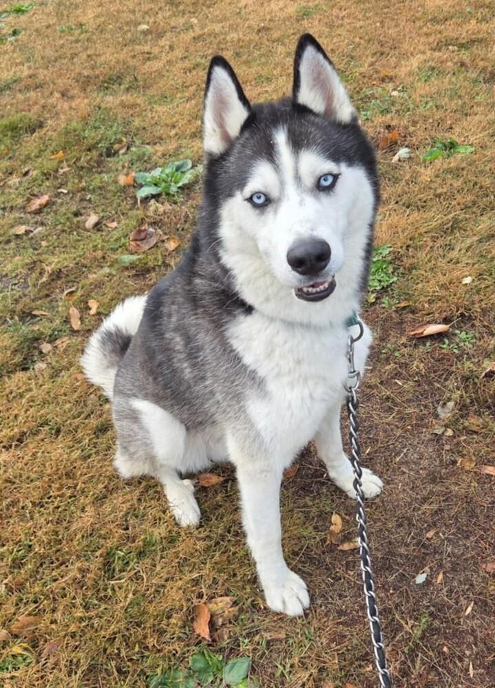 Enlarge AC Astro, a Adoptable Husky in Fremont, NE image 3/3