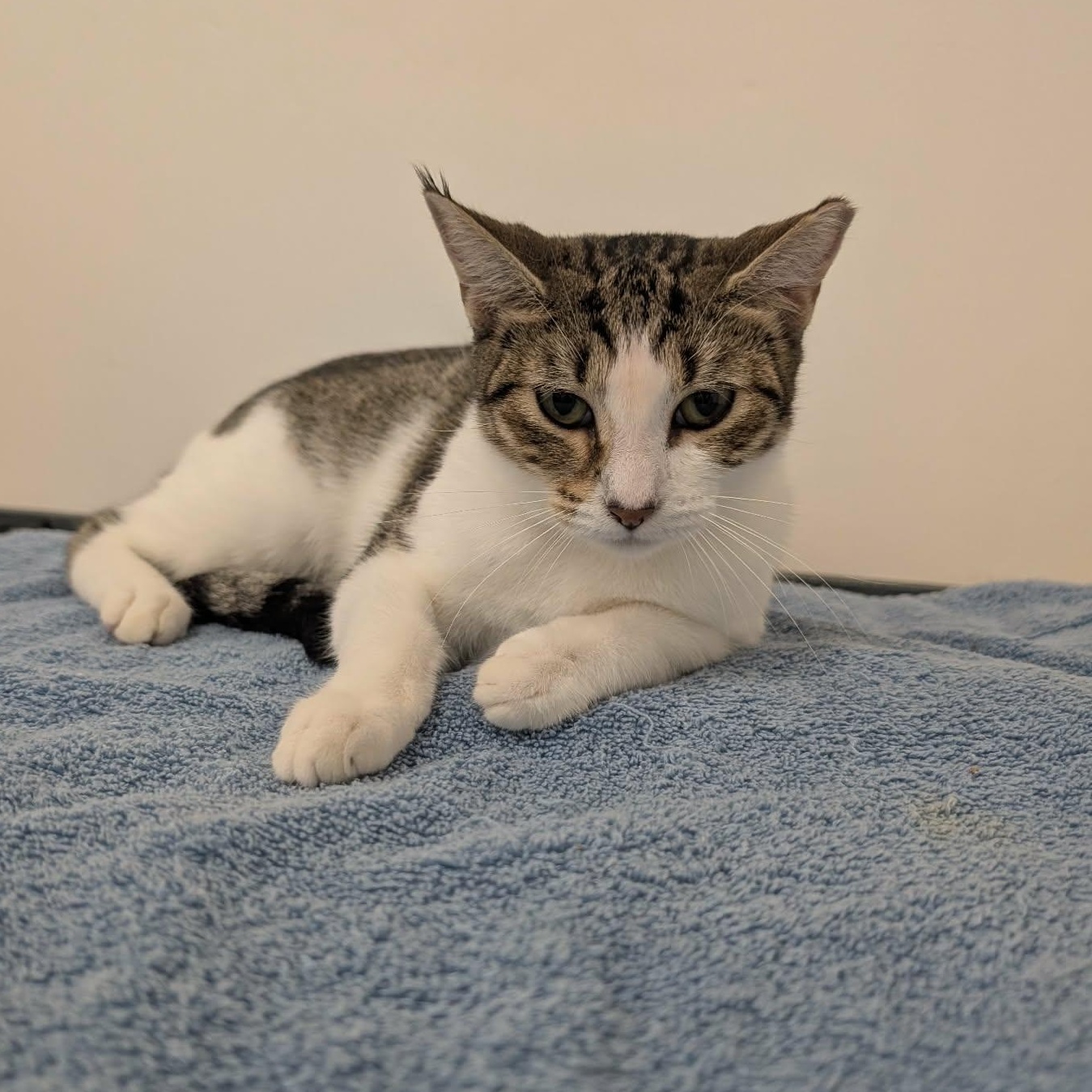 Sophie, adopted, Young Female Domestic Short Hair.