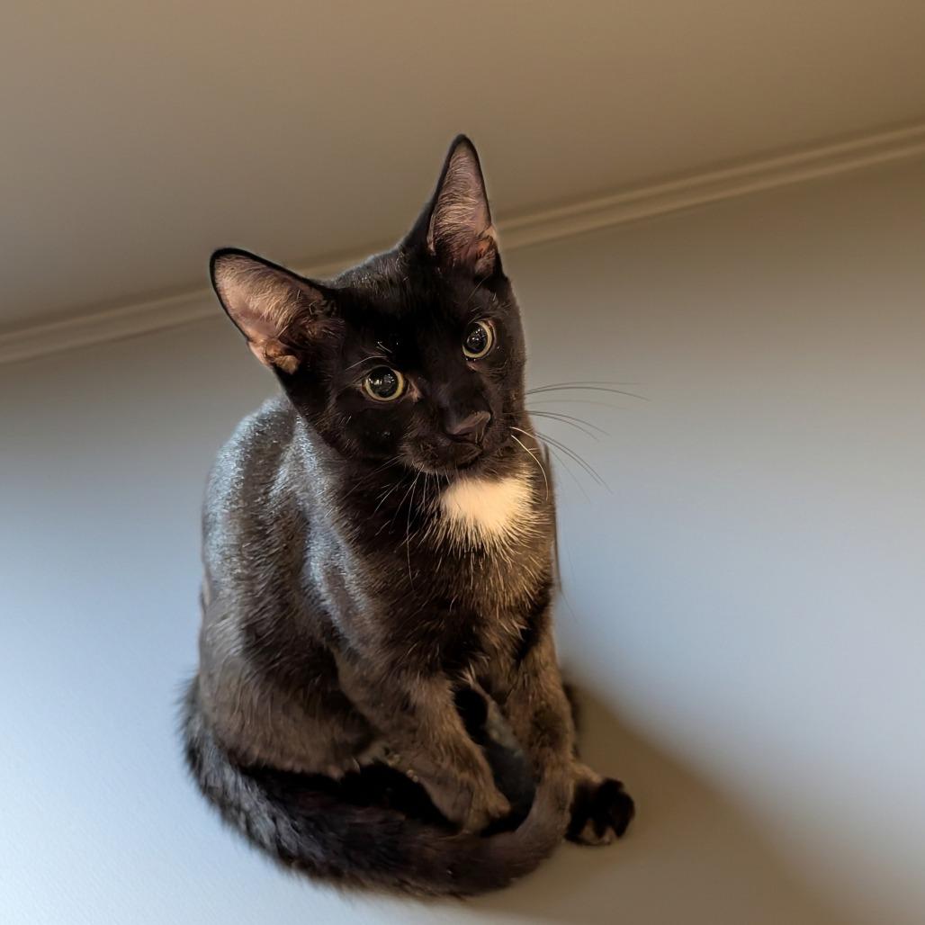 Tortilla, Adoptable, Kitten Male Domestic Short Hair.