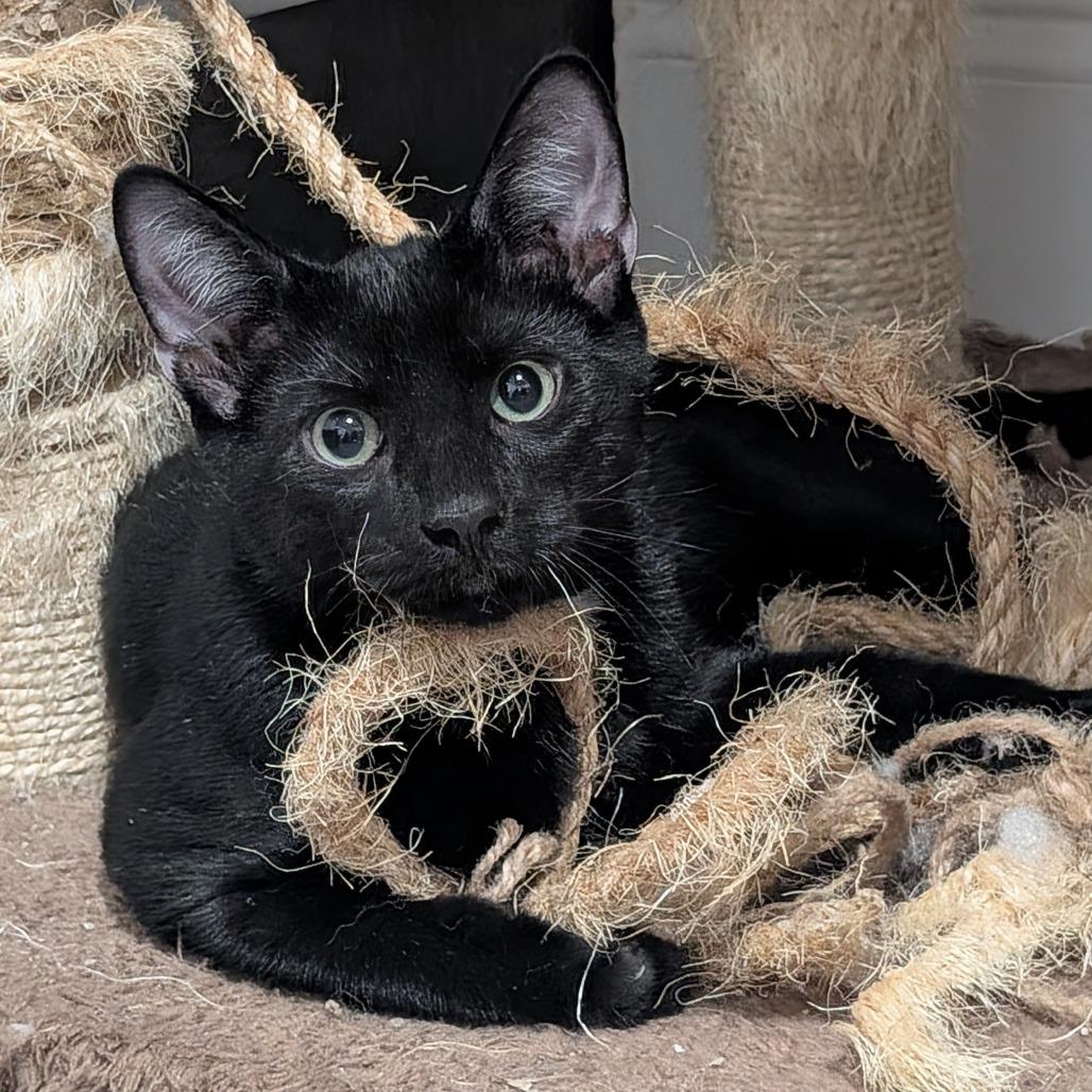 Enlarge Tortilla, a Adoptable Domestic Short Hair in Fort Lauderdale, FL image 2/3