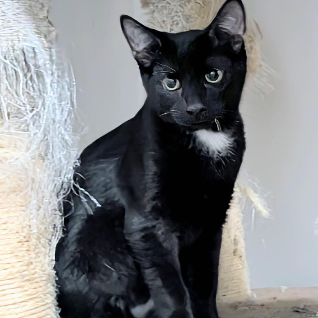 Enlarge Tortilla, a Adoptable Domestic Short Hair in Fort Lauderdale, FL image 3/3