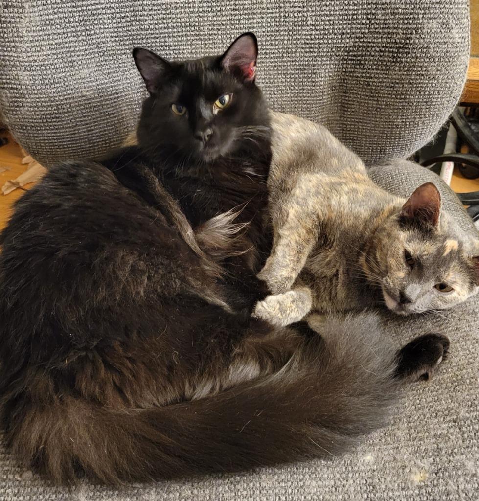 Enlarge Coal, a Adoptable mixed breed in Palmer, AK image 1/5