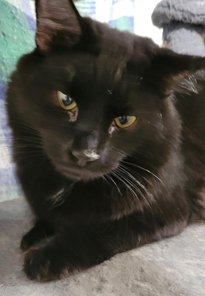 Enlarge Coal, a Adoptable mixed breed in Palmer, AK image 3/5