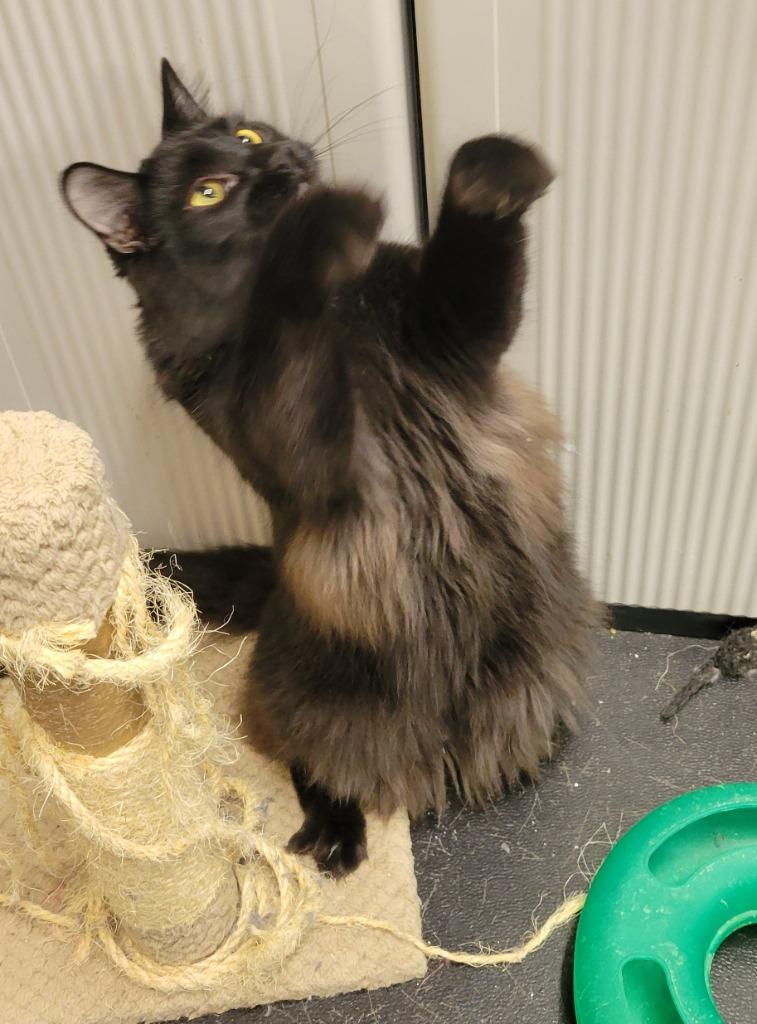 Enlarge Coal, a Adoptable mixed breed in Palmer, AK image 4/5