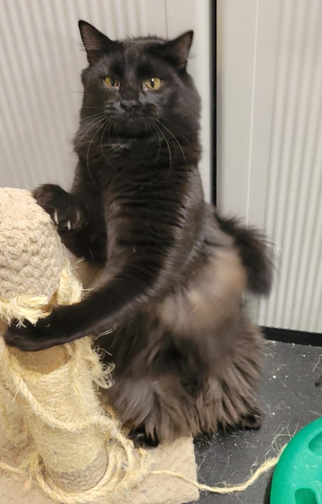 Enlarge Coal, a Adoptable mixed breed in Palmer, AK image 3/5