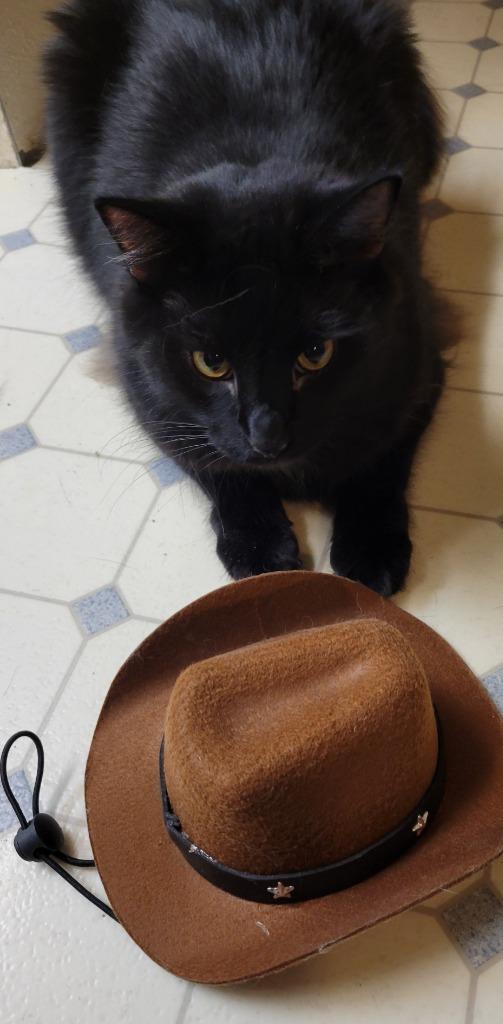 Enlarge Coal, a Adoptable mixed breed in Palmer, AK image 5/5