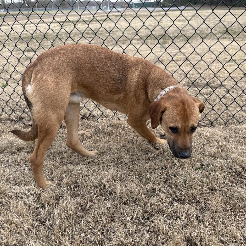 Eddie, Adoptable, Young Male Shepherd & Labrador Retriever.