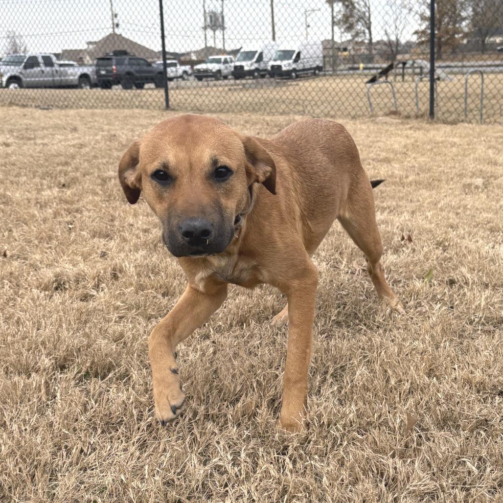 Enlarge Eddie, a Adoptable mixed breed in Cabot, AR image 2/2