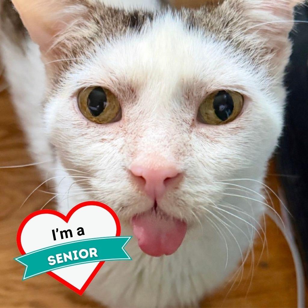 Enlarge Bingo, a Adoptable Domestic Short Hair in Wheeling, IL image 1/6