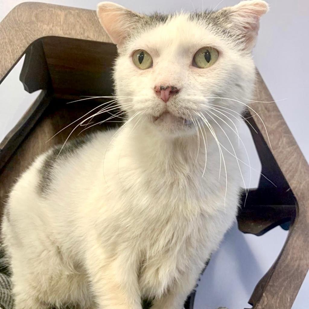Bingo, Adoptable, Senior Male Domestic Short Hair.