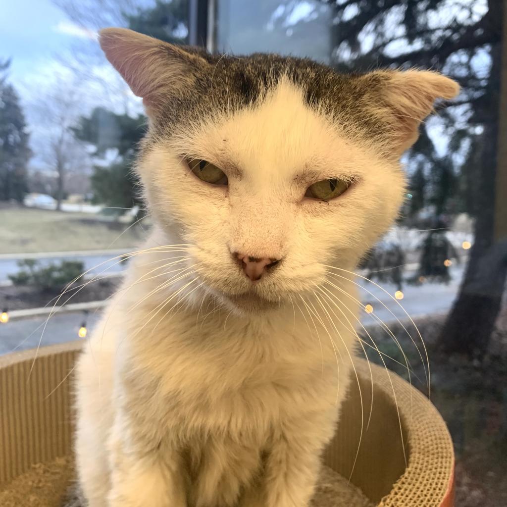 Bingo, a Adoptable Domestic Short Hair in Wheeling, IL image 3/6