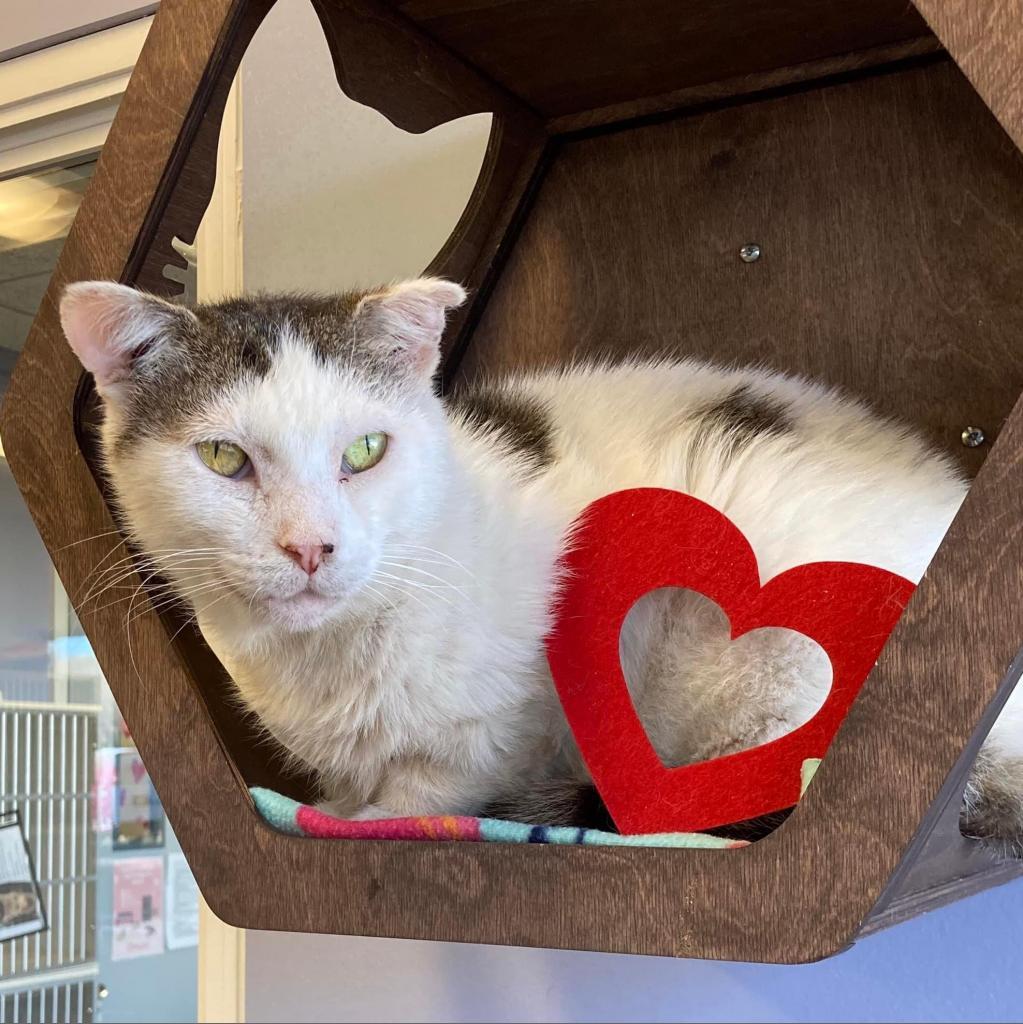 Bingo, a Adoptable Domestic Short Hair in Wheeling, IL image 4/6