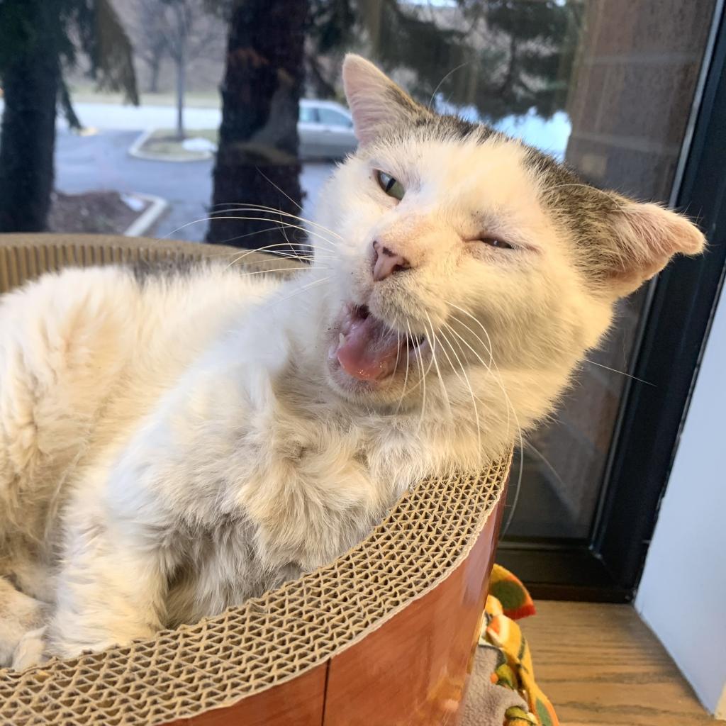 Bingo, a Adoptable Domestic Short Hair in Wheeling, IL image 5/6