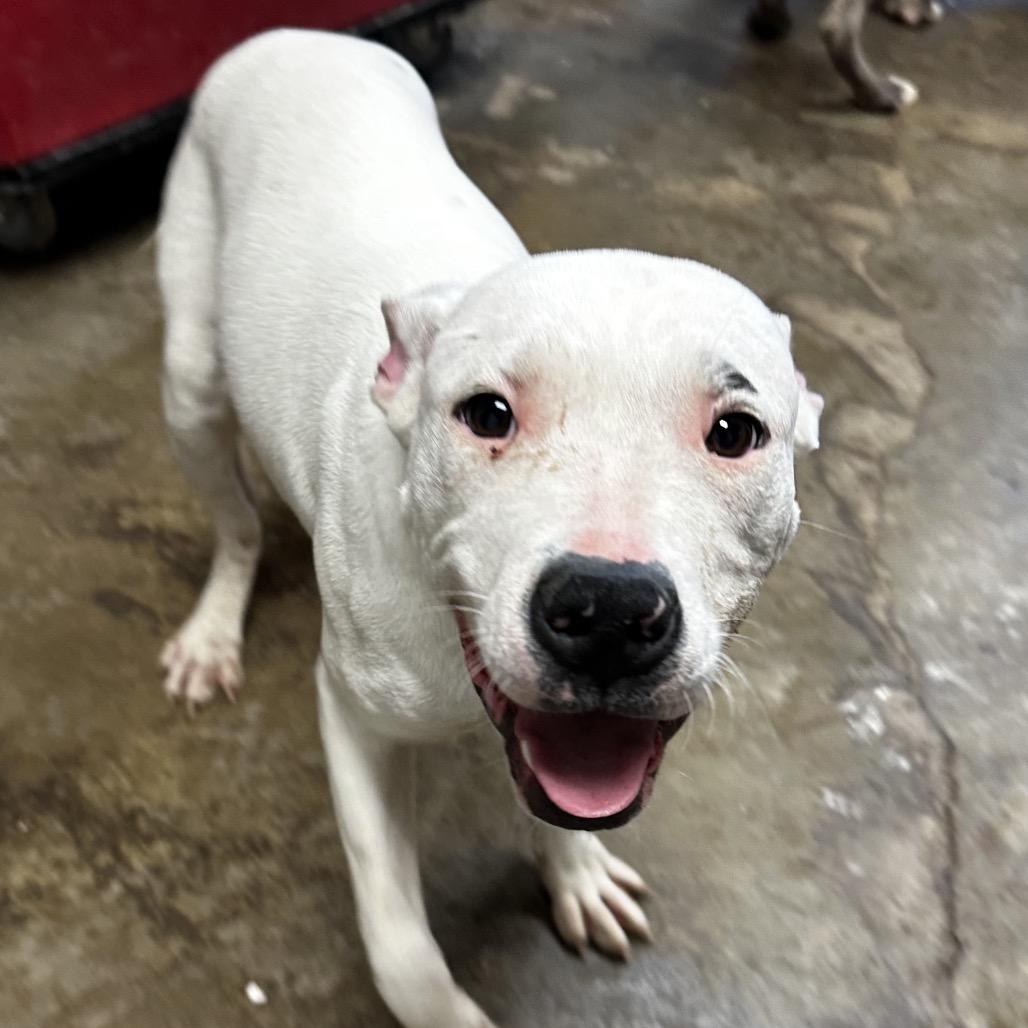 Enlarge Lil John, a Adoptable mixed breed in Cleveland, MS image 1/5