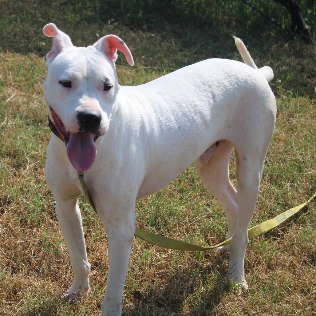 Enlarge Lil John, a Adoptable mixed breed in Cleveland, MS image 2/6