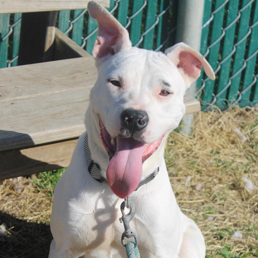 Enlarge Lil John, a Adoptable mixed breed in Cleveland, MS image 2/5