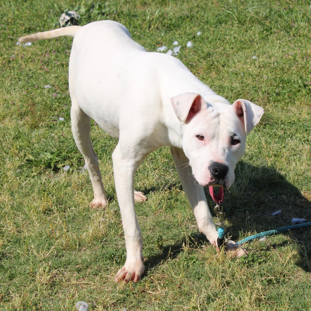 Enlarge Lil John, a Adoptable mixed breed in Cleveland, MS image 3/5
