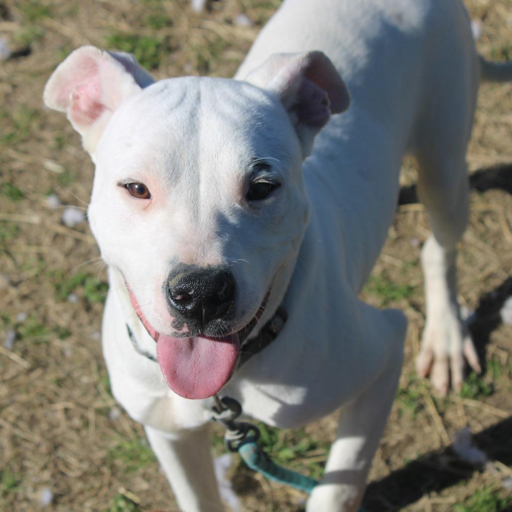 Enlarge Lil John, a Adoptable mixed breed in Cleveland, MS image 4/5
