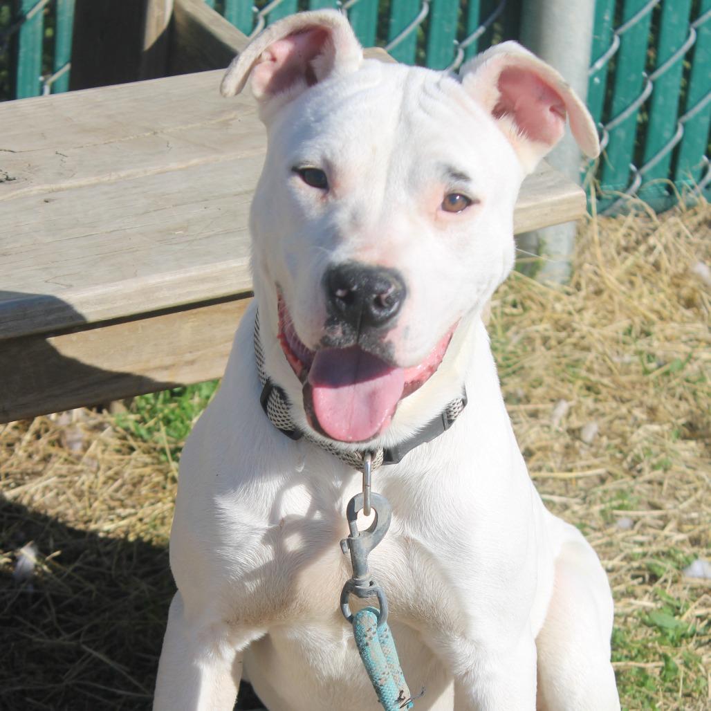 Enlarge Lil John, a Adoptable mixed breed in Cleveland, MS image 5/5