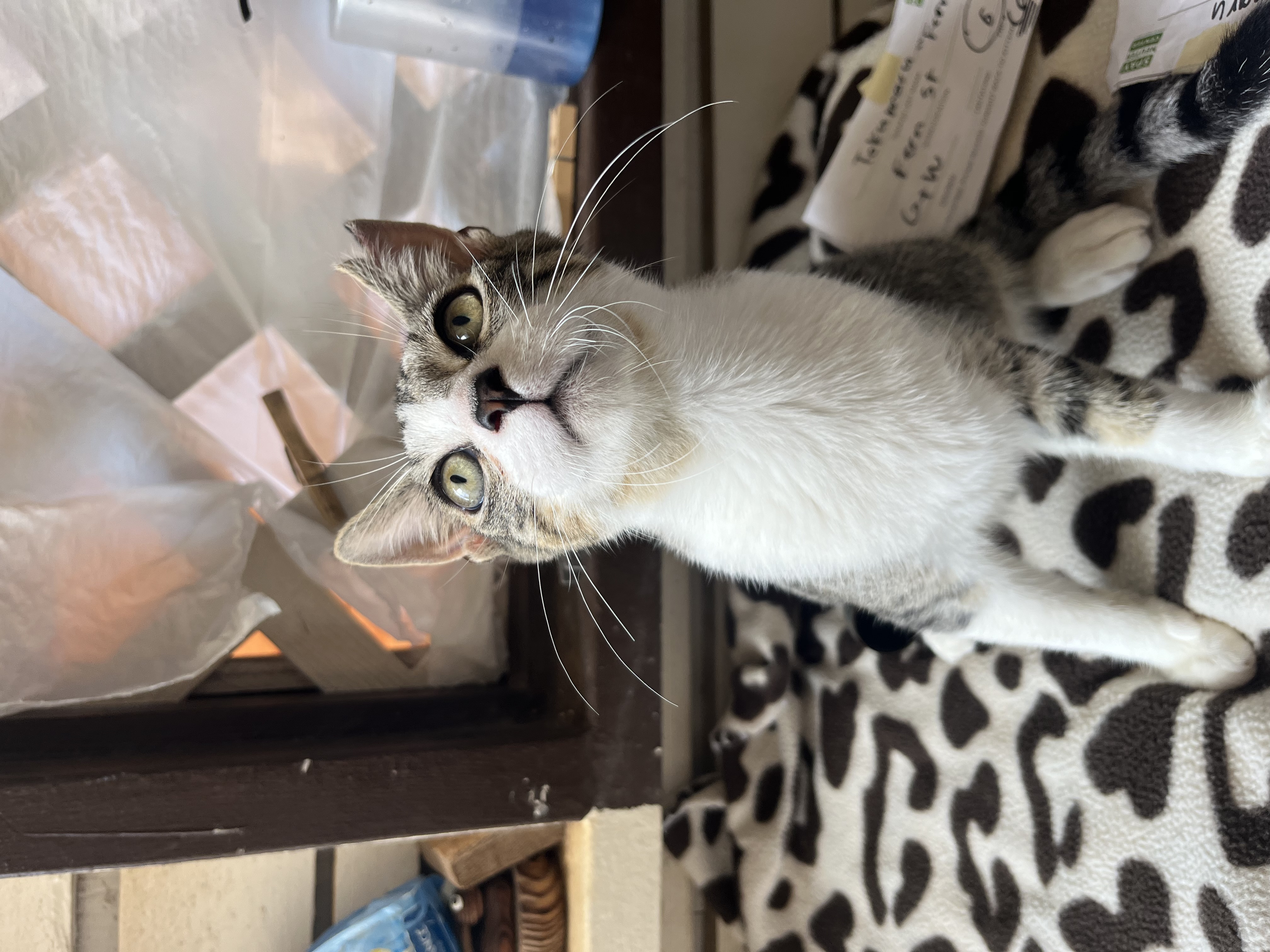Enlarge Basil, a Adoptable Domestic Short Hair in Honolulu, HI image 2/6