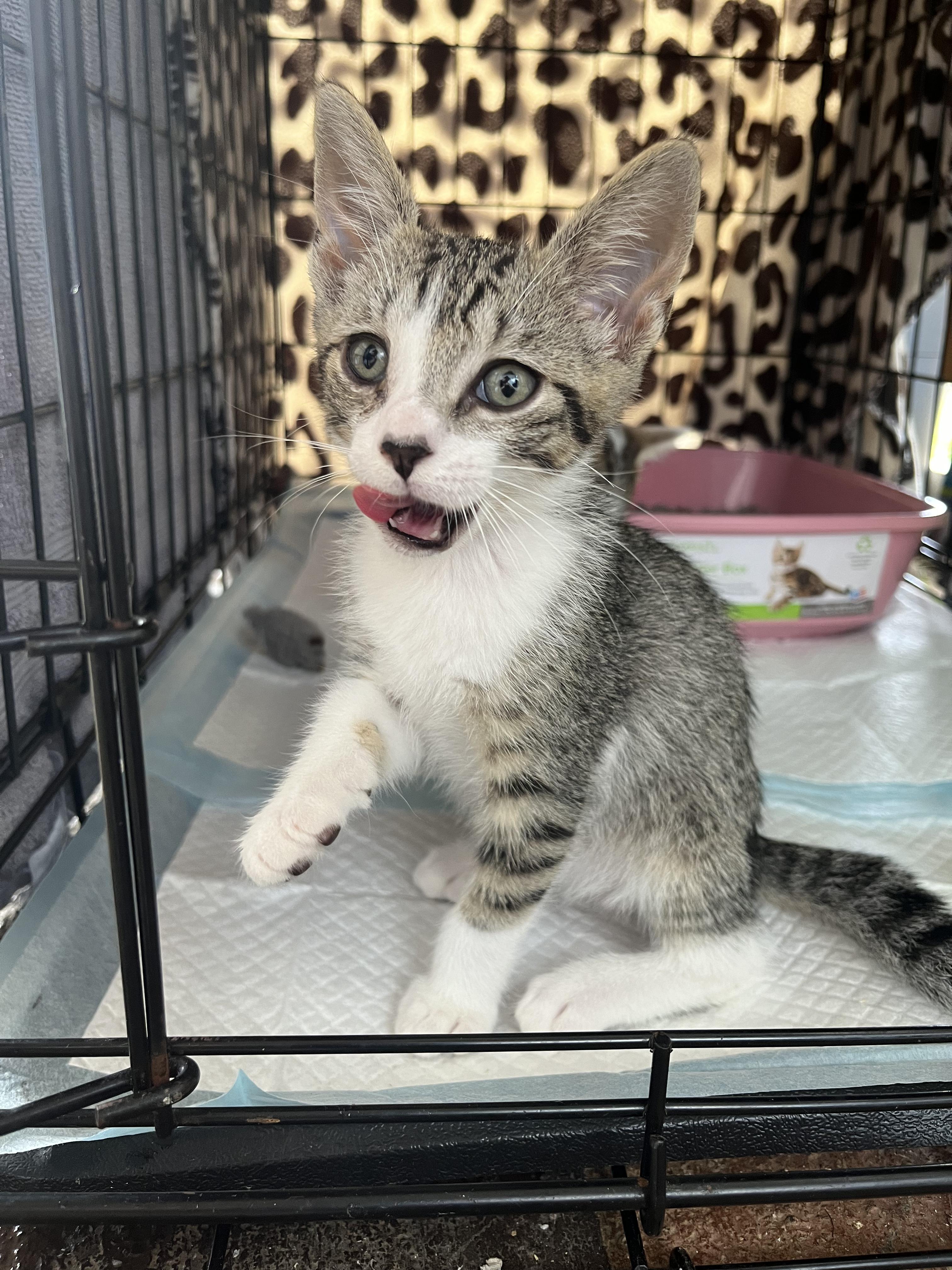 Enlarge Basil, a Adoptable Domestic Short Hair in Honolulu, HI image 6/6