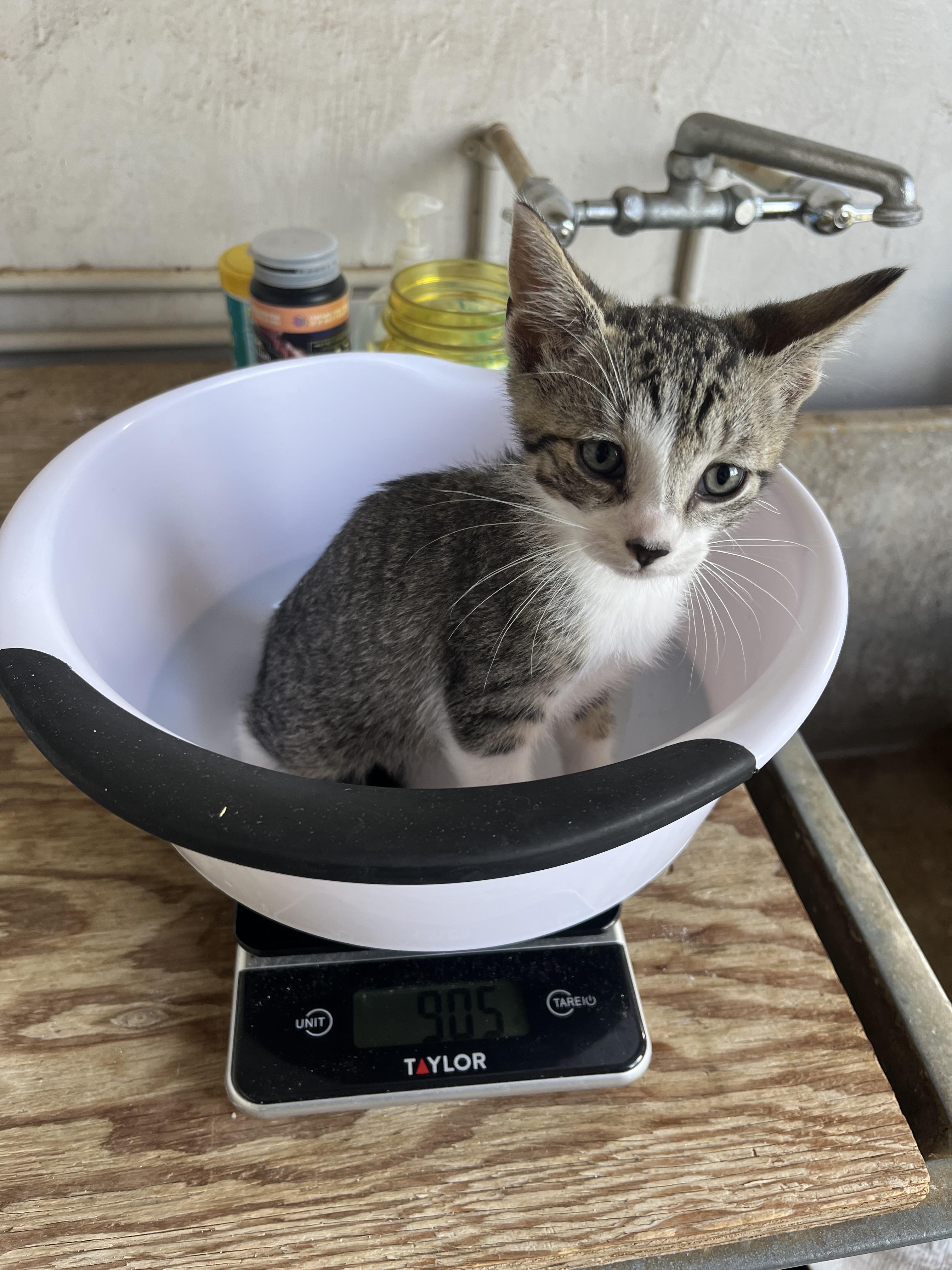 Enlarge Basil, a Adoptable Domestic Short Hair in Honolulu, HI image 4/6